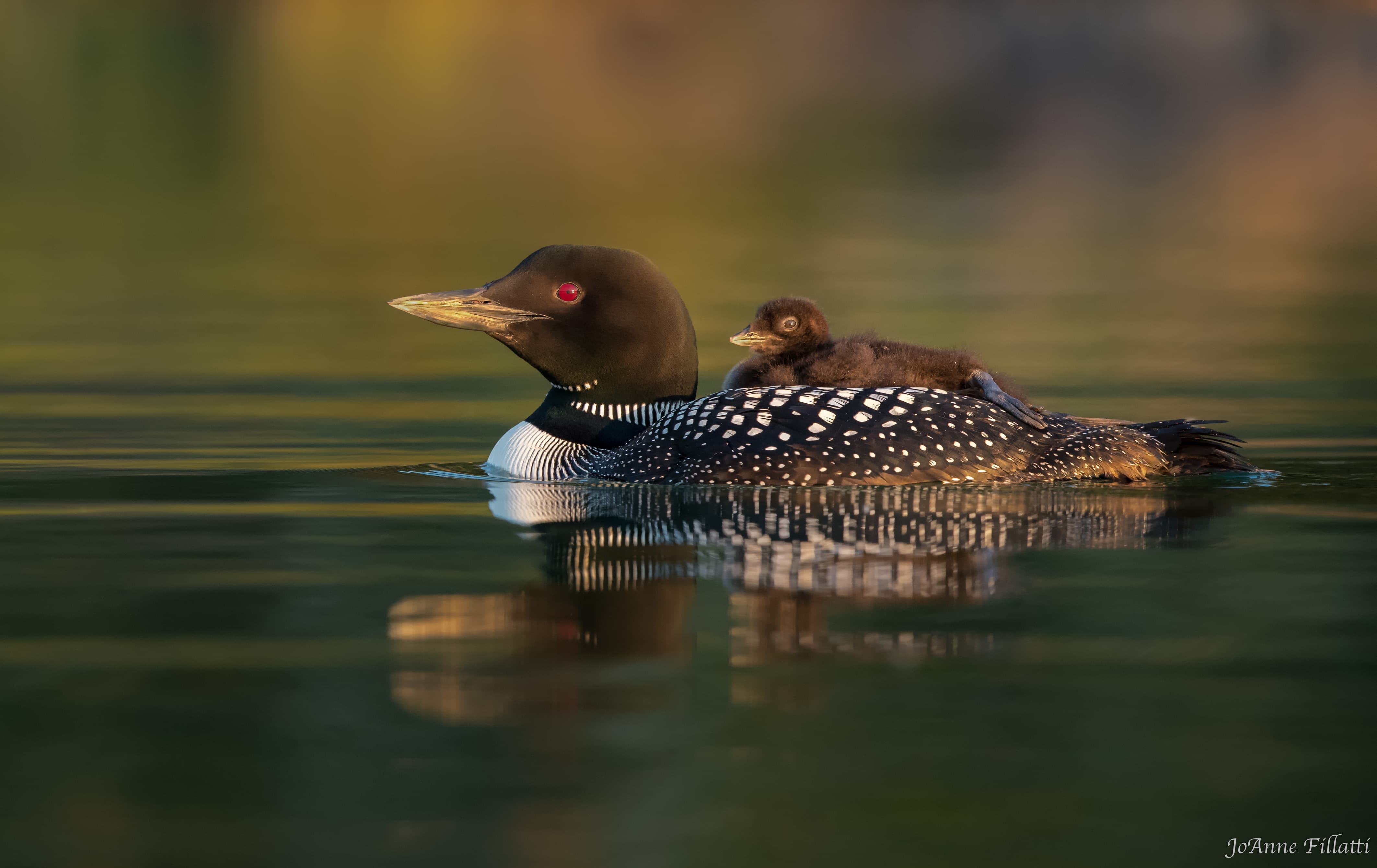 bird of british columbia image 7